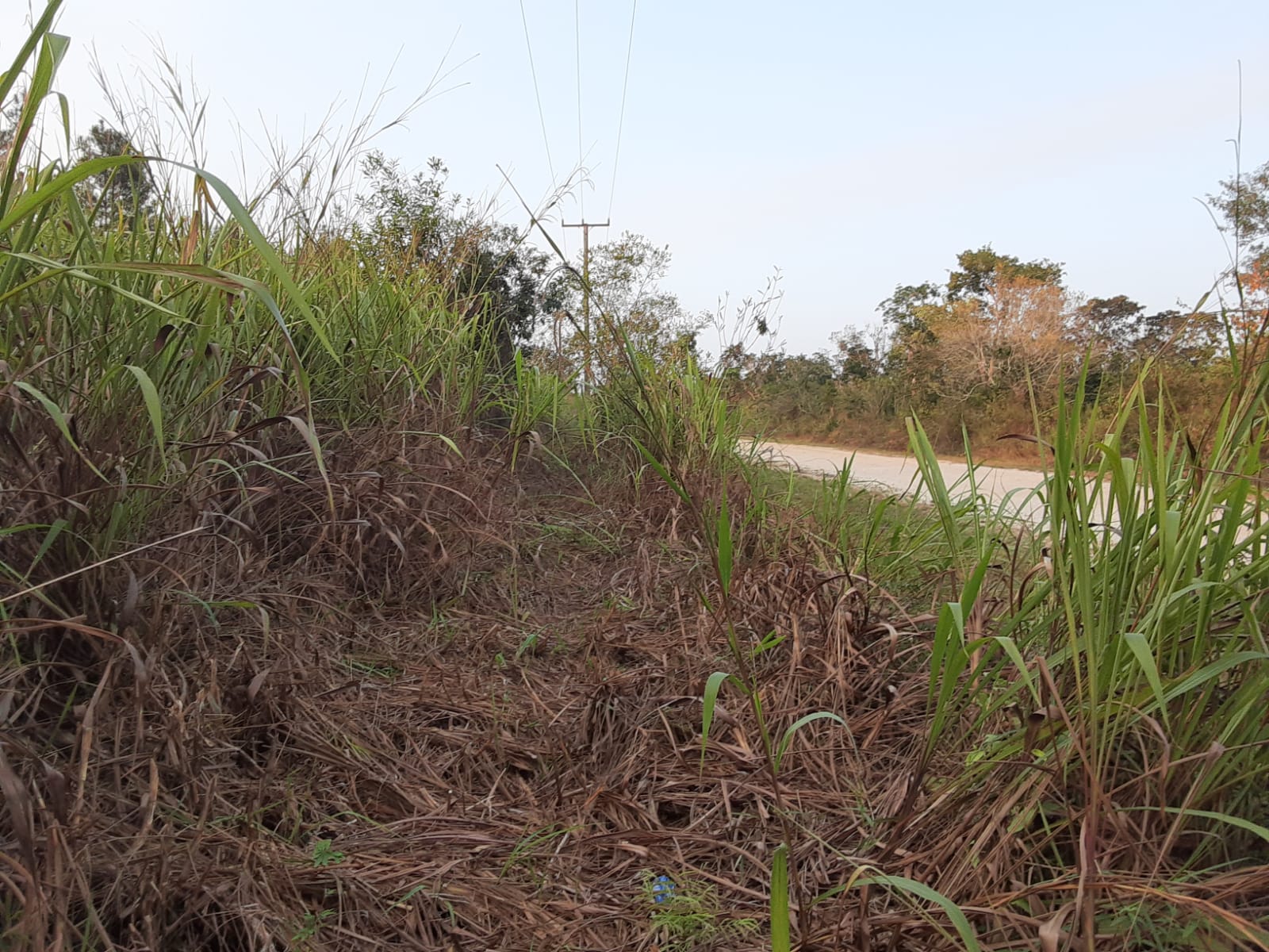 Belize land for sale