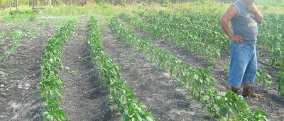 Belize farms for sale
