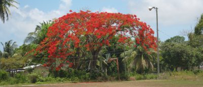 belize village real estate