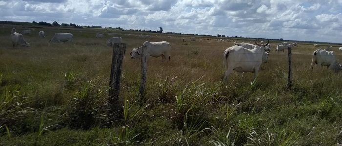 Belize real estate services