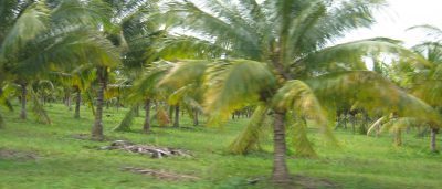 Belize land for sale